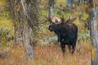 Bull moose catches a scent in the air Art Print